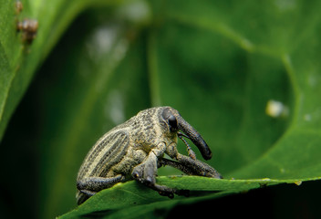 The beetle or  Weevil is catching on the leaf