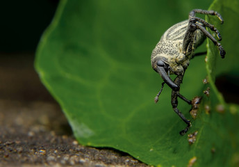 The beetle or  Weevil is catching on the leaf