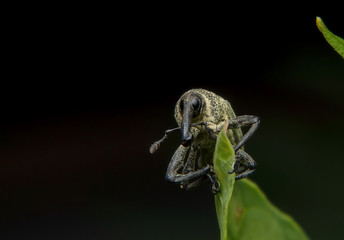 The beetle or  Weevil is catching on the leaf