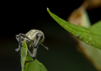 The beetle or  Weevil is catching on the leaf