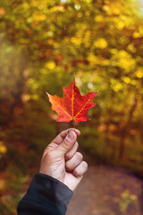 Man holding orange maple leaf in the beginning of autumn in canada., very blurred background, small...
