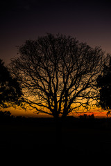Fototapeta na wymiar silhueta árvore pôr-do-sol