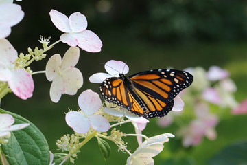 Monarch butterfly with open wings on a pink and white hydrangea bush