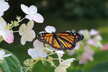 Monarch butterfly on a hydrangea bush in the garden