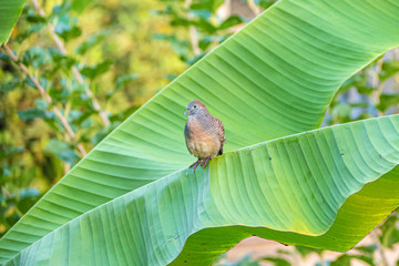 Zebra dove perching on banana tree in the morning