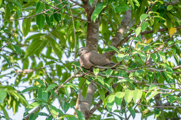 Closeup cute red collared dove sitting on tree branch