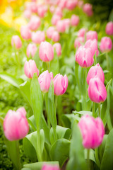 Fresh blooming close up tulips in the spring garden under sunshine