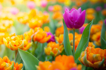 Fresh blooming close up tulips in the spring garden under sunshine