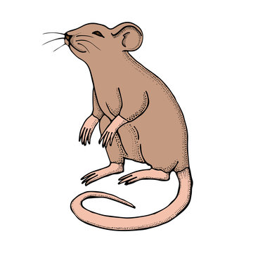 Hand drawn mouse or rat. Vector with mammal animal isolated on white background. Illustration for T-shirt graphics, books images, poster, textiles.