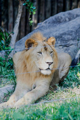 Animal in A Zoo Thaoland