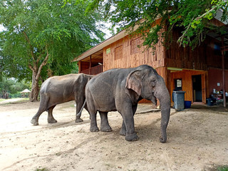 Animal in A Zoo Thaoland