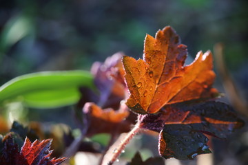 Brown Fall Leaf In the Grass