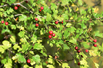 A branch of a hawthorn bush with ripe fruits illuminated by the bright sun on an autumn day in the forest