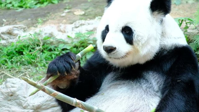 Giant panda bear playing and lying cute on bed, animal