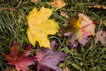 fallen yellow and red maple leaves on green grass, autumn, top view