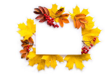 Autumn composition. Paper blank , yellow and red leaves of maple and rowan, berries on white background