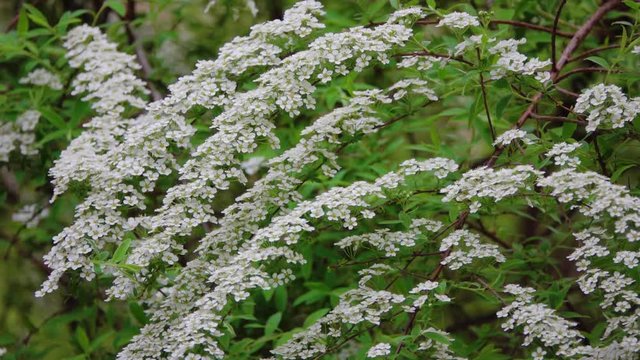 Спирея аргута Spiraea arguta