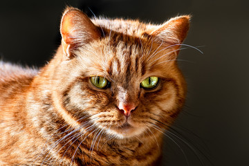 Orange cat (mixed breed; half Persian) with green eyes illuminated by bright sun; dark background