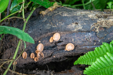 mushroom in the grass