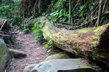 tree in the forest
