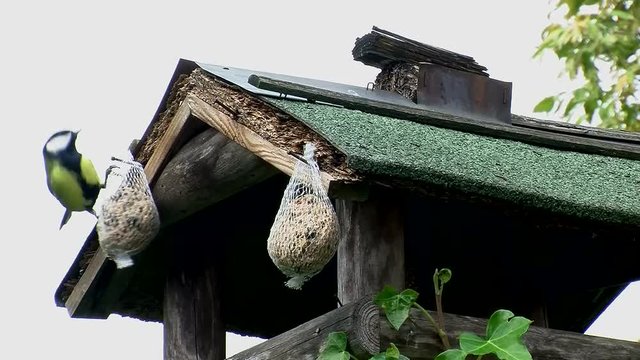 Kohlmeise frisst am Meisenkn&ouml;del