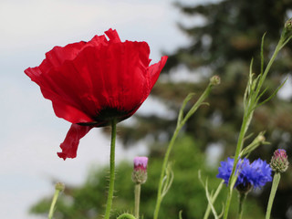 red poppy with cornflowers in the garden