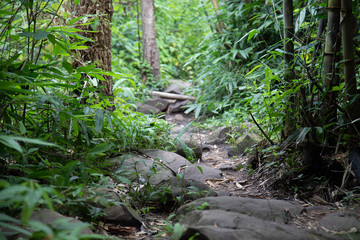 stream in the forest