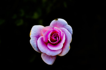 rose, flower, pink, nature, love, roses, red, beauty, flowers, garden, bloom, beautiful, petal,...
