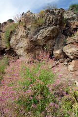 Rote Spornblume (Centranthus ruber) blüht im Vulkangestein von Methana, Peloponnes, Griechenland