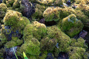moss on a green background