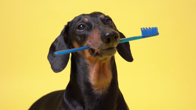 funny  dog dachshund holding  with blue tooth brush in the teeth isolated on yellow background