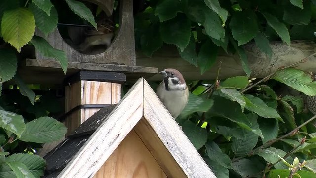 Zwei Spatzen machen kurze Zwischenstation auf der Spitze des Vogelh&auml;uschens