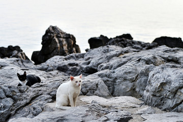 White and black cats are sitting on the rocks on the coast.