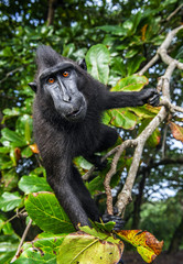 The Celebes crested macaque on the tree.  Green natural background.   Crested black macaque, Sulawesi crested macaque, or the black ape. Natural habitat. Sulawesi. Indonesia.