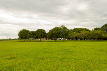 campo verde com árvores