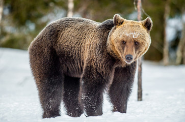 Brown Bear on the snow in spring forest Scientific name:  Ursus arctos.