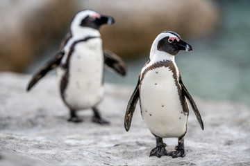 African penguins also known as the jackass penguin, black-footed penguin. Scientific name: Spheniscus demersus.  South Africa