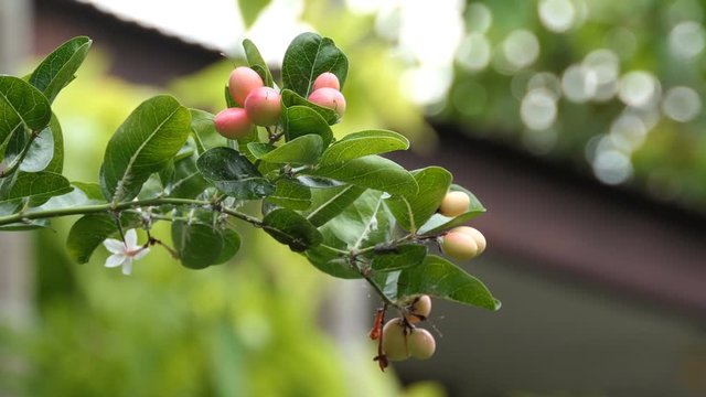 Carunda or Karonda Fruit on tree for good health