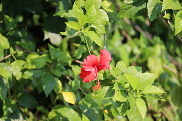 Close up of red Hibiscus rosa-sinensis