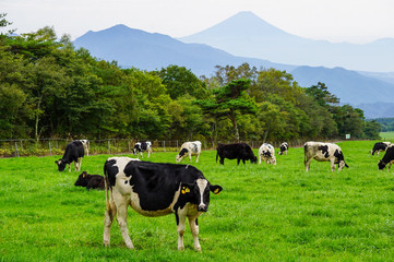 Fototapeta na wymiar 2021年の年賀状に！富士山を背景に、山梨県八ヶ岳牧場で寛ぐ牛