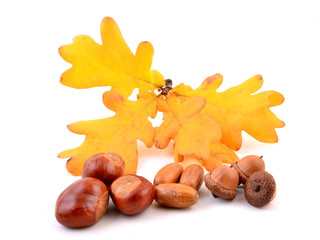 Acorn, chestnuts and oak leaves isolated on white background.