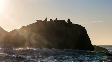 Fototapeta na wymiar Seascape in the morning. The colony of seals on the rocky island. South Africa.