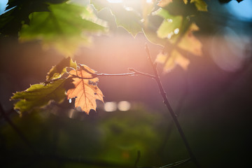 Sun shines through the leaves in an autumn forest.