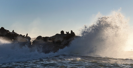 Seascape in the morning.  The colony of seals on the rocky island. Big waves with splashes breaking on a rocky island. South Africa.