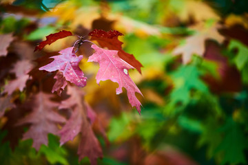 The colors of autumn leaves.