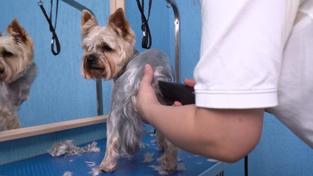 groomer cuts fur the Yorkshire terrier dog with a mechanical trimer in grooming salon.