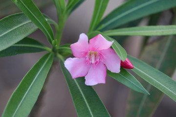 Flowers of the Brazilian flora. Exotic, wild, cerrado, gardens, mountains of Minas Gerais