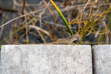 Lizard with Prey in his Mouth at the Swamps of the Everglades, Florida, USA