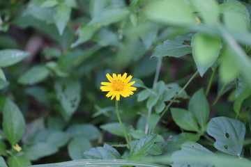 yellow flower ,