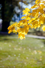 Autumn background-yellow maple leaves in the city Park 